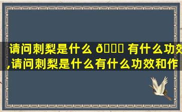 请问刺梨是什么 🐛 有什么功效,请问刺梨是什么有什么功效和作 🕸 用